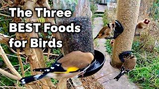 The BEST Food for Attracting Birds to Your Garden