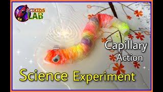 The very hungry caterpillar : CAPILLARY SCIENCE EXPERIMENT | Capillary ACTION of Water| summer games
