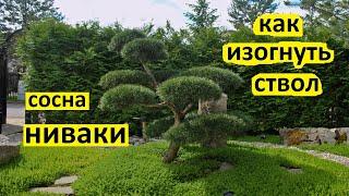 Как сформировать сосну ниваки с изогнутым стволом. Стили сосны ниваки: сякан или моёги.