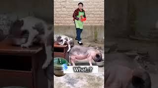 A dog and a pig are eating messily, the pig uses its bottom to support the dog #8040 - #short ,#dog