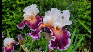 Ирисы. Самые красивые сорта. Irises. The most beautiful varieties.