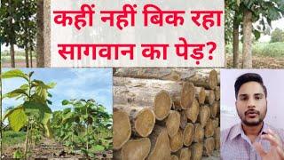 क्या भाव बिकेगा सागवान का पेड़? Sagwan Tree Farming Sagwan ki kheti Teak Wood PlantationTeak Farming