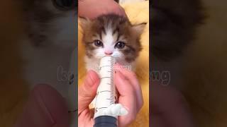 Imut comel lucu anakkucing #cuteanimals #trending