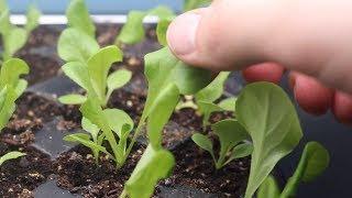 How to Grow Lettuce From Seed Indoors & Harvest in One Month! | LucasGrowsBest