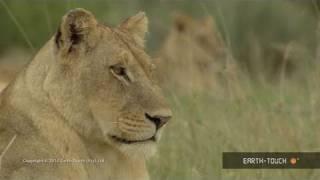 Huge lizard takes a swipe at a lion cub & nocturnal reef creatures