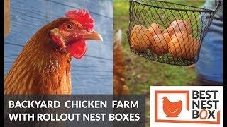 Backyard Chicken Farming for the First Time - Best Nest Box