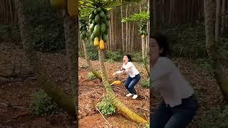 Having Fun Picking Papayas  #satisfying #short