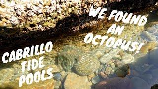 We found a big octopus! | Cabrillo National Monument Tide Pools, San Diego, California