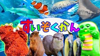 水族館へ行こう！カワウソ サメ ペンギン アザラシ 海の生き物大集合！かわいい海の人気者『カクレクマノミ』もいたよ〜