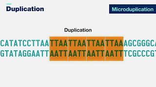 Duplication 3-D