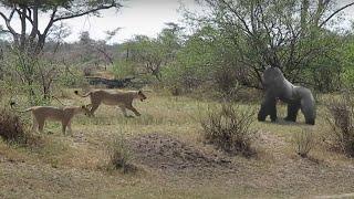 THE REAL KING!!! A Herd of Reckless Lions Attacks a Gorilla, Who Will Win?