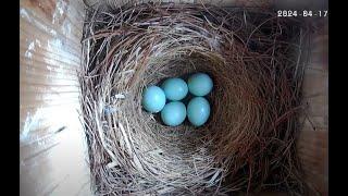 LIVE - Bluebird Nest from Maryland (hatchlings!)