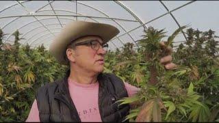 Jim Belushi talks about growing marijuana in Oregon