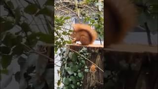 Little lovely #squirrel ️ | Мила білочка        #українськийютуб #білочка #тварини #animalshorts