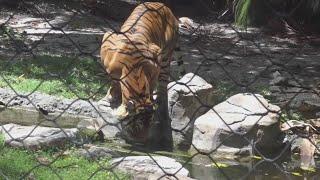 Palm Beach Zoo reopens after tiger attack