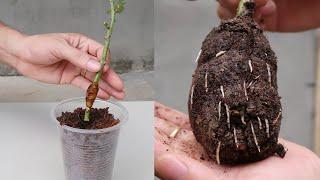 How to propagate roses with banana peels for many roots | Growing roses with bananas