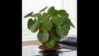 Growing the Chinese Money Plant (Pilea peperomioides)