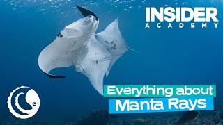 Everything about Manta Rays - Simon Lorenz & Daryll Rivett