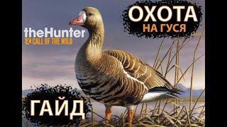 ГАЙД ПО ОХОТЕ НА ГУСЯ | DLC ГУСИНАЯ ОХОТА. The Hunter Call of the Wild