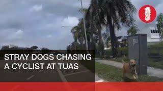 A cyclist got chased by the dogs at Tuas Link