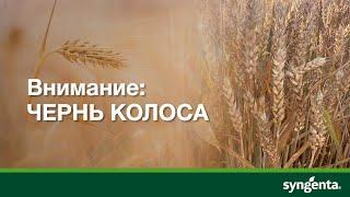 Чернь колоса – болезнь зерновых