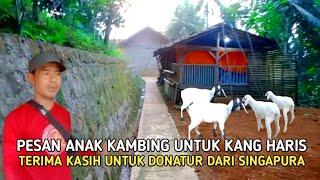 BISMILLAH !! PESAN 3 EKOR ANAK KAMBING UNTUK BANTU KANG HARIS MENGGAPAI CITA-CITA NYA