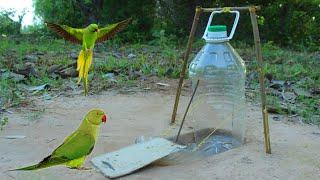 Technique Unique Parrot Bird Trap Using Plastic Bottles