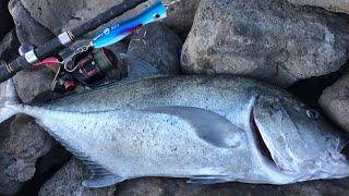 Solo | 47 lbs ULUA/GT Plugging | Lanai, Hawaii Land Based Fishing