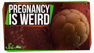 How Pregnancy Is Like Growing an Alien Inside You