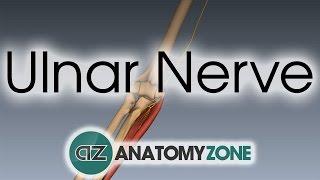 Ulnar Nerve | 3D Anatomy Tutorial
