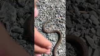 #snake #shorts #shortvideo