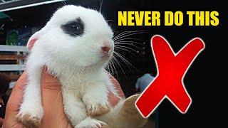 8 Things You Should NEVER do To Your Rabbit
