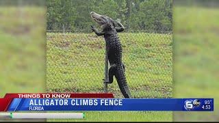 Alligator climbs fence in Florida