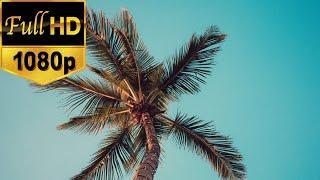 Palm Tree Stock Footage | Free HD Video - no copyright