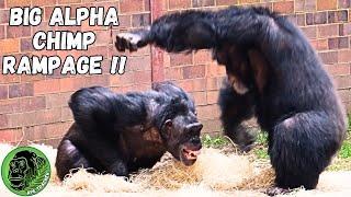 Watch The Epic Showdown: Carlos Takes Control In Alpha Chimpanzee Battle!