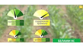 Гибрид кукурузы на силос и зерно Белами КС от Коссад Семанс