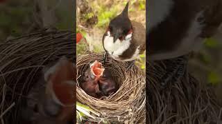 Snow berry feeding | Bulbul bird feeding baby birds #birdfeeding #birdvideo