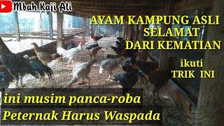 CARA MERAWAT AYAM KAMPUNG ASLI SEPERTI INI TIDAK BANYAK MATI