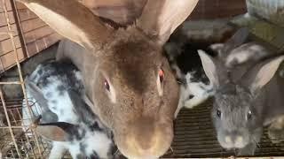 Raising Baby Rabbits 2 Weeks up to Weaning| Raising Meat Rabbits 101 ep 6