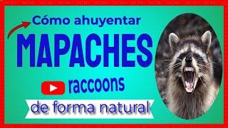  Cómo AHUYENTAR a los MAPACHES  (raccoons)  de forma natural y segura