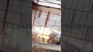 crazy goat attack, crazy RAM in heat, #goat ,#funnyvideo ,#ram ,#male, #attitude