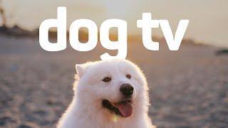 Dog TV - Exciting Adventure Video for Dogs (Petflix)