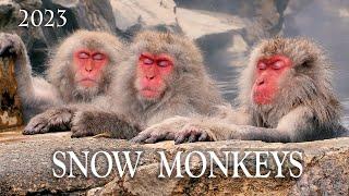【4K Snowfall】Snow Monkey Park 2023.  '' With Your Precious family''  地獄谷野猿公苑 (令和5年1月4日)