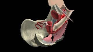 Anatomía del Placer Sexual Femenino  - Visualización Anatómica en 3D