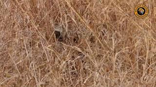 BIG CAT DISAPPEARING ACT WITH PERFECT CAMOUFLAGE