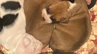 Quantae Kennels RedBetty x 1xW Chucky Father Daughter Breeding