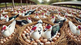 MUSCOVY DUCKS Lay Eggs - How to Raise Millions of Muscovy Ducks for Eggs