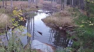 Trapping For Beginners; Mink Trapping