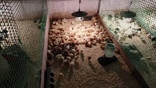 Большой вывод цыплят в инкубаторах Бони. Начало сезона 2023