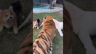 Brave Dog save Snowy from Kenzo  #tiger #babycats #tigercat #babytigers #tigerfight #zoo #kenzo